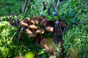 3923373271_f61b102405_b