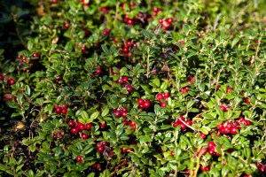 3924169910_f303fc7550_b