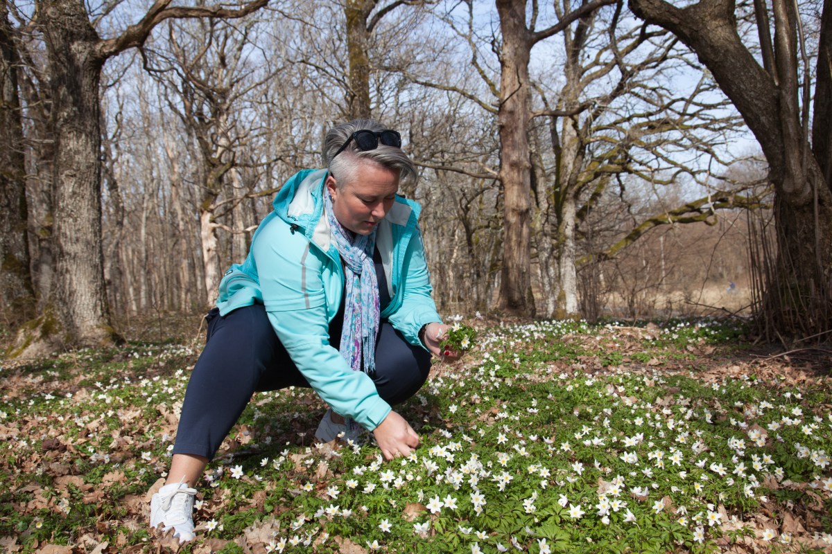Ruth Ellegård i eikeskogen på Jomfruland. Foto: Cecilie Moestue/unikesteder.no Ruth Ellegård i eikeskogen på Jomfruland. Foto: Cecilie Moestue/unikesteder.no
