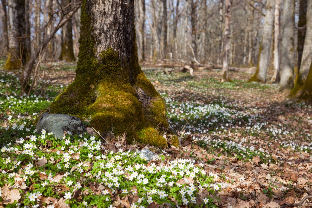 Eikeskog på Jomfruland, Telemark, Norway. Foto: Cecilie Moestue/unikesteder.no