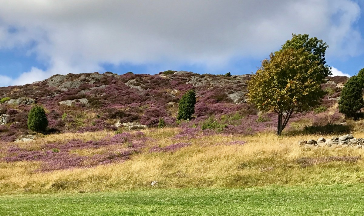 Blomstrende lyng i Pilane skulpturpark på Tjörn, Bohuslän, Sverige