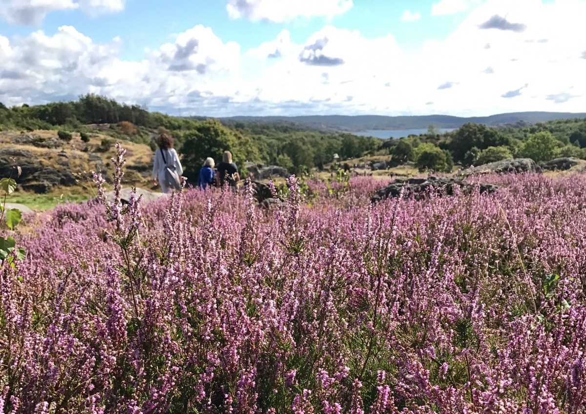Lyng i Pilane skulpturpark på Tjörn, Bohuslän, Sverige
