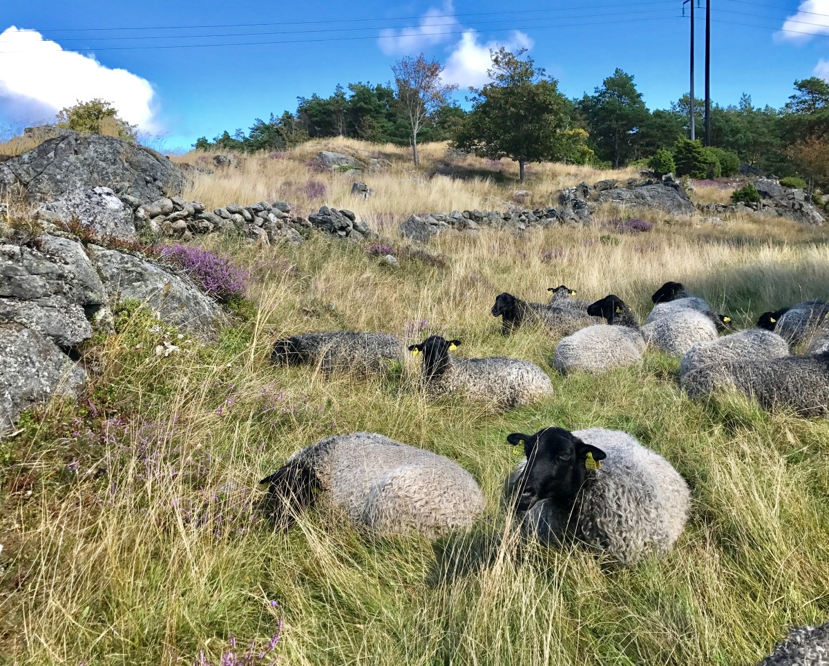 Pilane heritage får på Tjörn, Bohuslän, Sverige